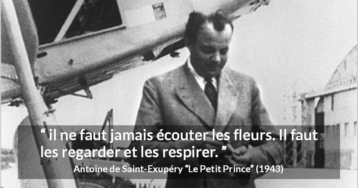Citation d'Antoine de Saint-Exupéry sur la beauté tirée du Petit Prince - il ne faut jamais écouter les fleurs. Il faut les regarder et les respirer.