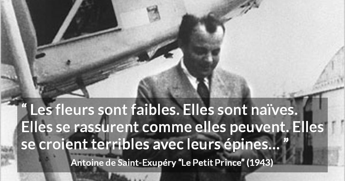 Citation d'Antoine de Saint-Exupéry sur la naïveté tirée du Petit Prince - Les fleurs sont faibles. Elles sont naïves. Elles se rassurent comme elles peuvent. Elles se croient terribles avec leurs épines…