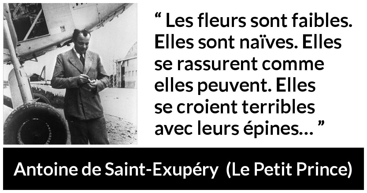 Citation d'Antoine de Saint-Exupéry sur la naïveté tirée du Petit Prince - Les fleurs sont faibles. Elles sont naïves. Elles se rassurent comme elles peuvent. Elles se croient terribles avec leurs épines…