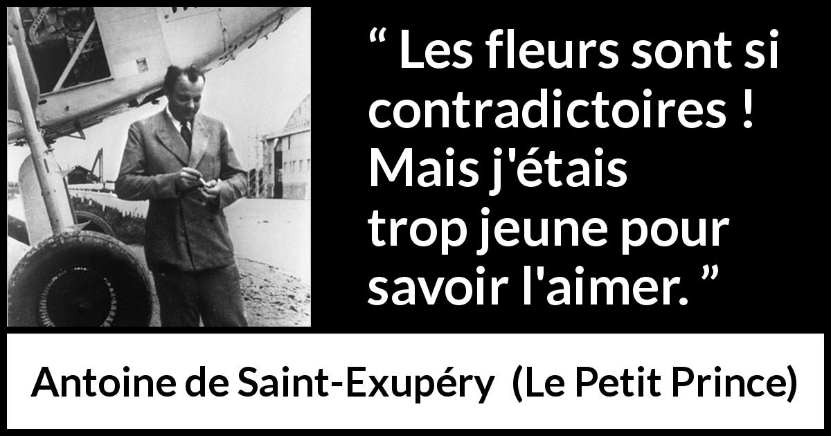 Citation d'Antoine de Saint-Exupéry sur l'amour tirée du Petit Prince - Les fleurs sont si contradictoires ! Mais j'étais trop jeune pour savoir l'aimer.