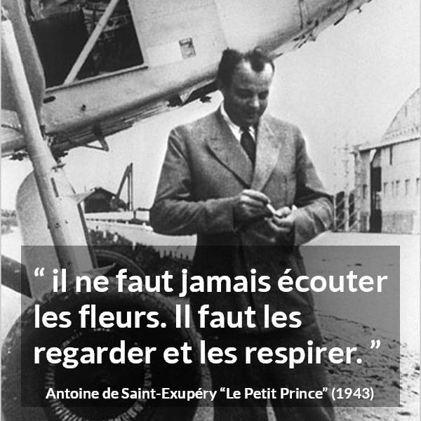 Citation d'Antoine de Saint-Exupéry sur la beauté tirée du Petit Prince - il ne faut jamais écouter les fleurs. Il faut les regarder et les respirer.