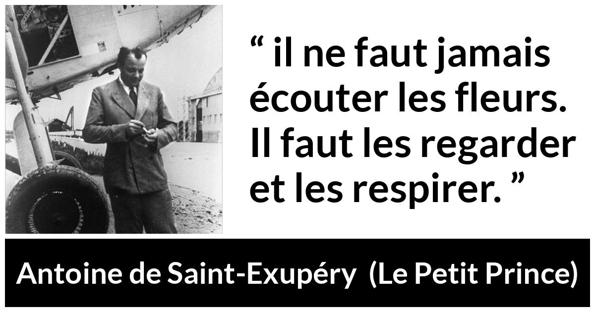 Citation d'Antoine de Saint-Exupéry sur la beauté tirée du Petit Prince Citation d'Antoine de Saint-Exupéry sur la beauté tirée du Petit Prince - il ne faut jamais écouter les fleurs. Il faut les regarder et les respirer.