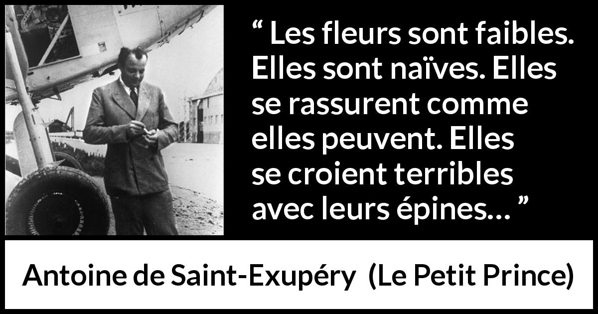 Citation d'Antoine de Saint-Exupéry sur la naïveté tirée du Petit Prince - Les fleurs sont faibles. Elles sont naïves. Elles se rassurent comme elles peuvent. Elles se croient terribles avec leurs épines…