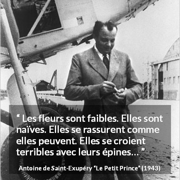 Citation d'Antoine de Saint-Exupéry sur la naïveté tirée du Petit Prince - Les fleurs sont faibles. Elles sont naïves. Elles se rassurent comme elles peuvent. Elles se croient terribles avec leurs épines…