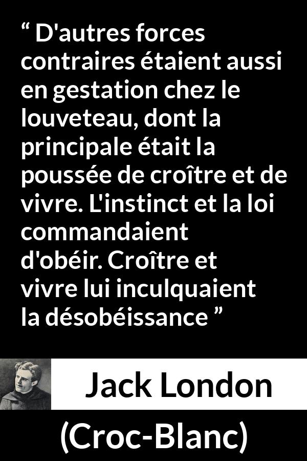 Citation de Jack London sur la vie tirée de Croc-Blanc - D'autres forces contraires étaient aussi en gestation chez le louveteau, dont la principale était la poussée de croître et de vivre. L'instinct et la loi commandaient d'obéir. Croître et vivre lui inculquaient la désobéissance