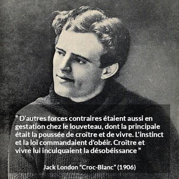 Citation de Jack London sur la vie tirée de Croc-Blanc - D'autres forces contraires étaient aussi en gestation chez le louveteau, dont la principale était la poussée de croître et de vivre. L'instinct et la loi commandaient d'obéir. Croître et vivre lui inculquaient la désobéissance