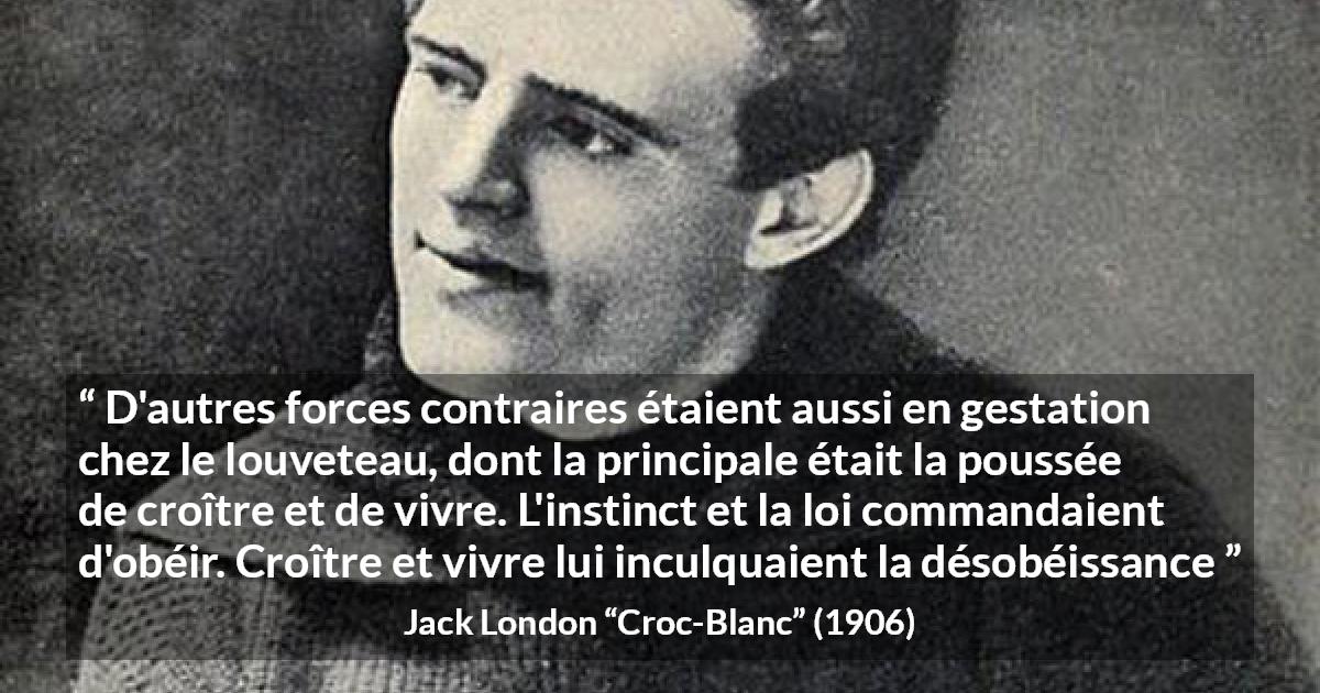 Citation de Jack London sur la vie tirée de Croc-Blanc - D'autres forces contraires étaient aussi en gestation chez le louveteau, dont la principale était la poussée de croître et de vivre. L'instinct et la loi commandaient d'obéir. Croître et vivre lui inculquaient la désobéissance