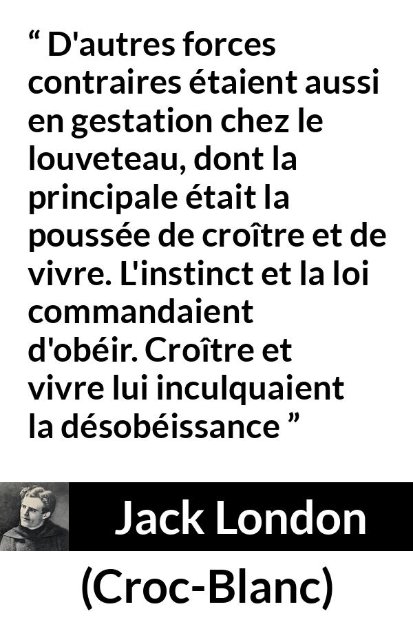 Citation de Jack London sur la vie tirée de Croc-Blanc - D'autres forces contraires étaient aussi en gestation chez le louveteau, dont la principale était la poussée de croître et de vivre. L'instinct et la loi commandaient d'obéir. Croître et vivre lui inculquaient la désobéissance